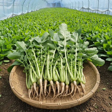 부드러운 열무 2kg