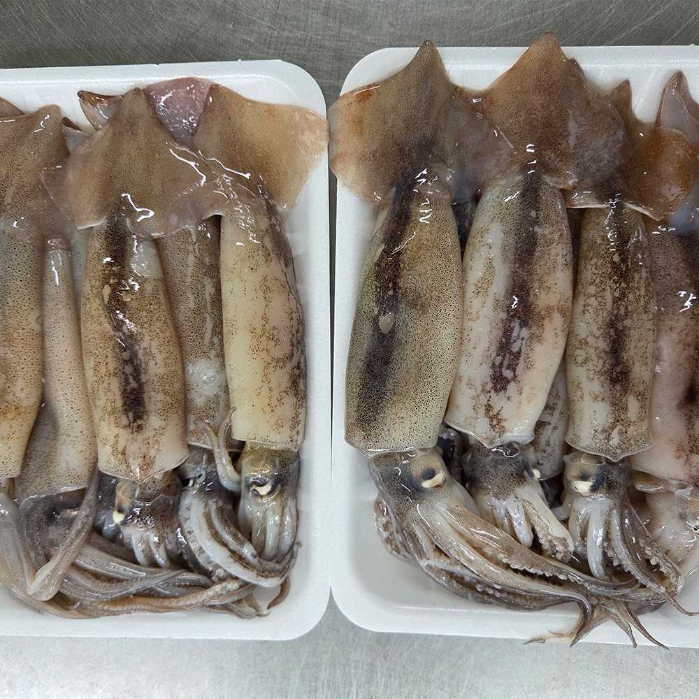 오징어 총알 통오징어찜 한치 미니 생물 원양산 통찜용 작은 회 1kg(8~10미) - 상세 이미지 3