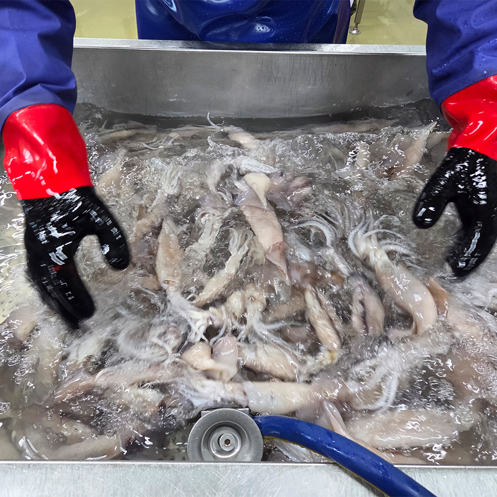오징어 총알 통오징어찜 한치 미니 생물 원양산 통찜용 작은 회 1kg(8~10미) - 상세 이미지 4