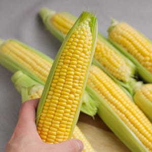초당옥수수 미백 찰옥수수 흑찰옥수수 갓 삶아 냉동 찰옥수수 찐 옥수수 맛있게 먹은 솔직 후기 - 상품 이미지 2