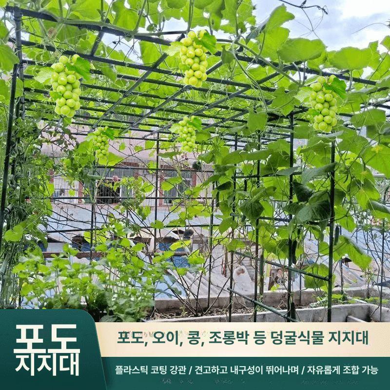 지지대 포도 넝쿨 오이 2m 원예 지주대 텃밭 덩쿨 식물 나무 호박 덩굴 포도 - 상세 이미지 3
