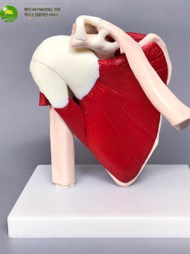 어깨 관절 정형외과 인체 모형 해부학 뼈 골격 교육용 의학 모델 쇄골 인대 실습 - 상세 이미지 5
