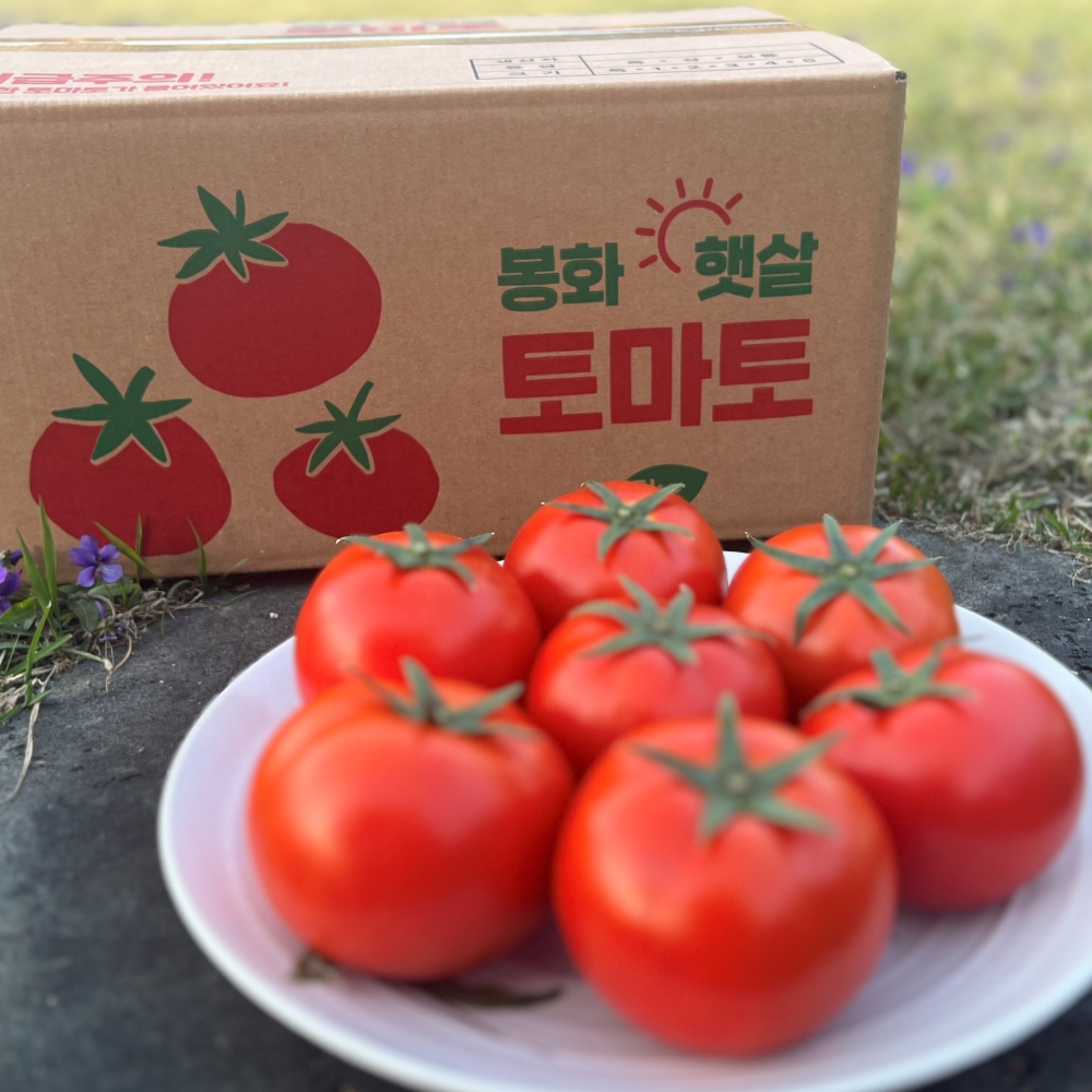 GAP 토마토 2.5kg(3-4번사이즈) 로얄과 완숙토마토 - 상품 이미지