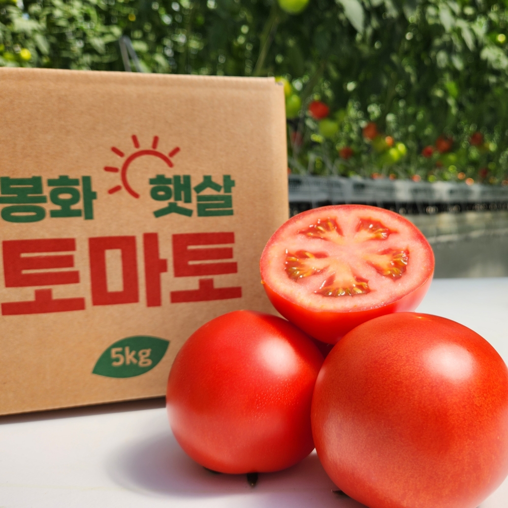 로토정 GAP 완숙토마토 5kg(2번 L사이즈) 로얄과 - 상품 이미지