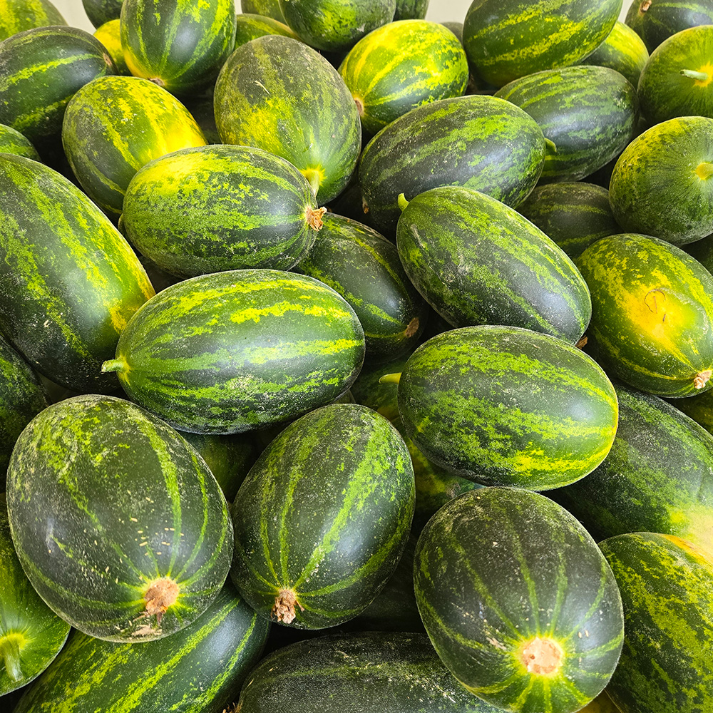 산지직송 파파야메론 멜론 고당도 경북 메론 2kg, 1개 - 상세 이미지 2