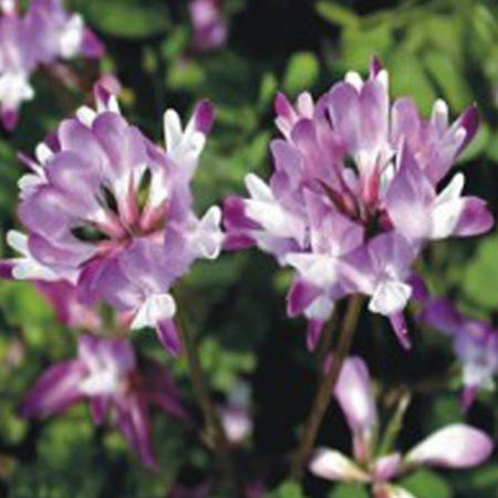 쌍문상회 지금 필요한 1000립정원종자 정원자운영씨앗 재래야생화종자 자운영씨앗