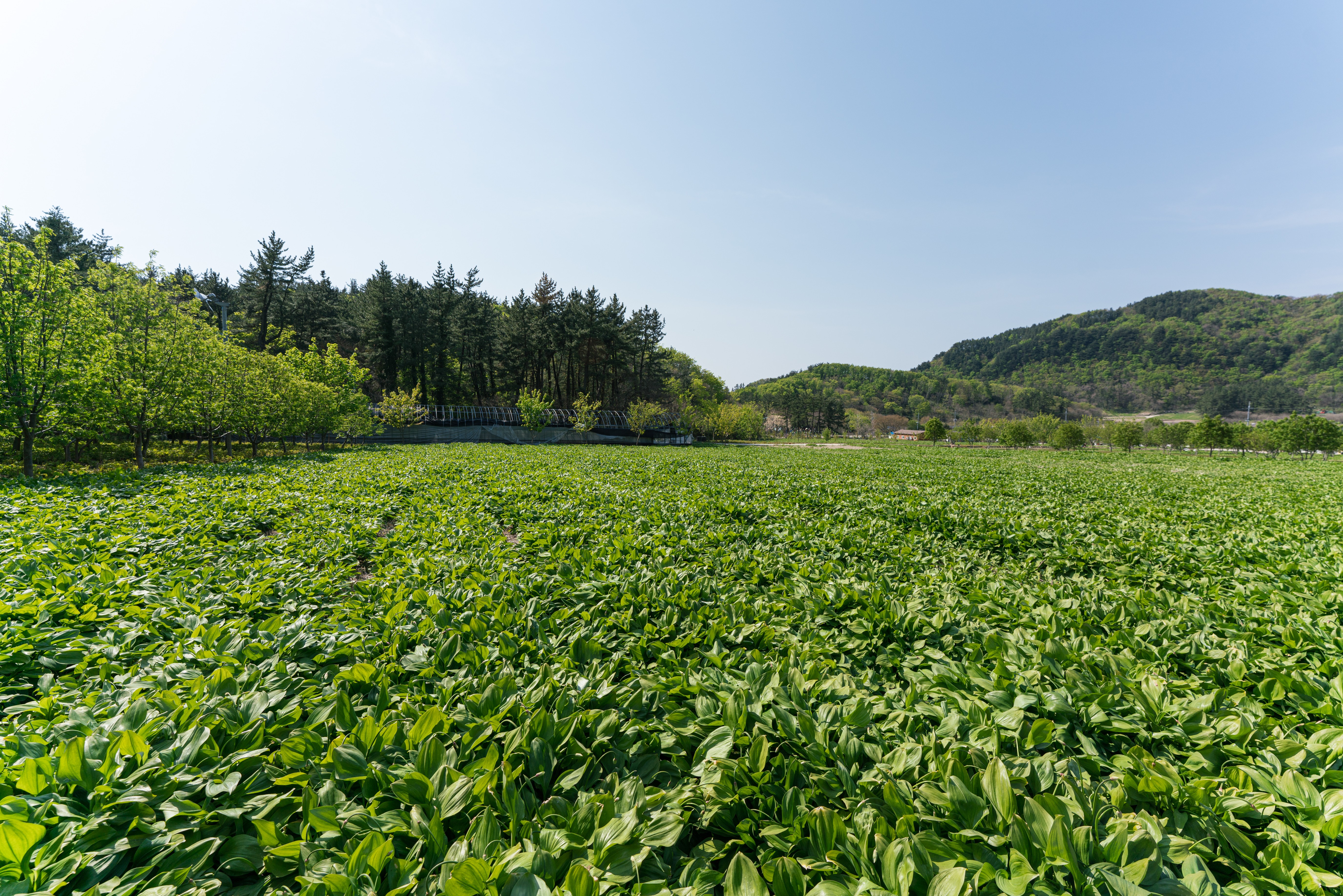 울릉도 명이나물 산마늘 장아찌 자연산 국내산 절임 - 상세 이미지 5
