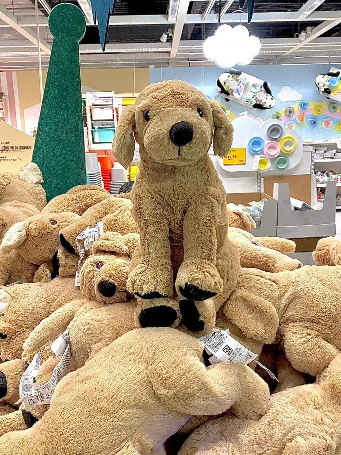 온라인몰 고시그 골덴 인형 강아지/골든리트리버 70 cm 301.693.42 고급형 내구성 강화 - 상세 이미지 4