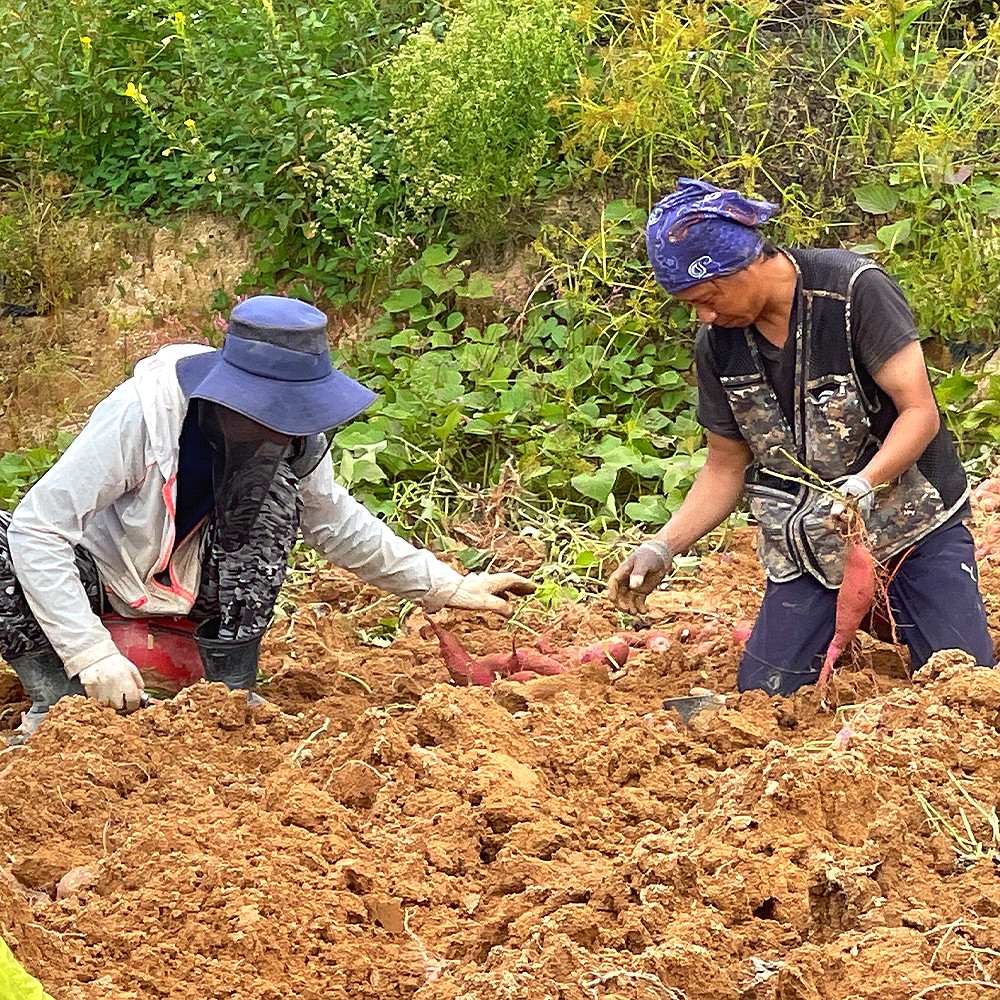 친환경 무농약 아이 간식 소담미 꿀 고구마말랭이, 60g, 5개 - 상세 이미지 4