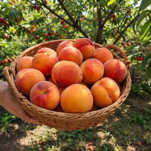 산지직송 특 하우스 햇 노지살구 하코트 플럼코트 티파니 임산부과일 맛있게 먹은 솔직 후기 - 상품 이미지 1