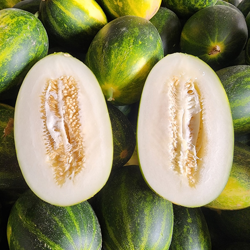 산지직송 파파야메론 멜론 고당도 경북 메론 2kg, 1개 - 상세 이미지 5