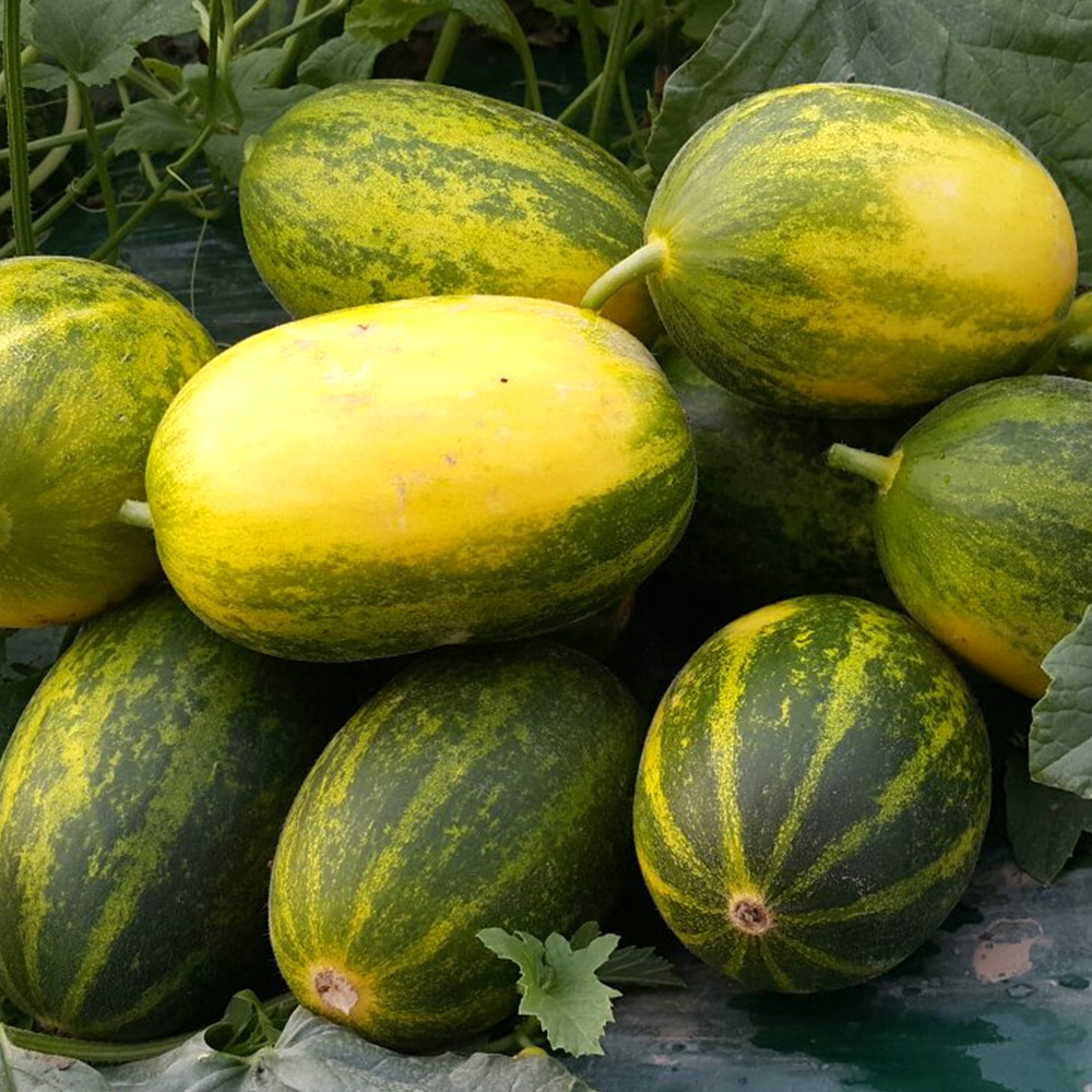 산지직송 파파야메론 멜론 고당도 경북 메론 2kg, 1개 - 상세 이미지 4
