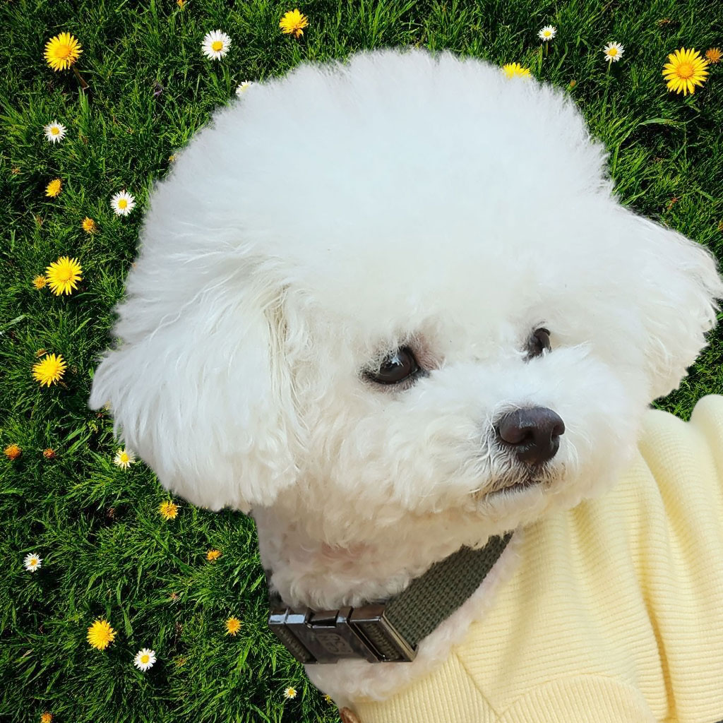 캔루 I형 메탈 버클 산책줄 목줄 강아지 소형견 중형견 - 상세 이미지 3