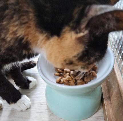 보나시보 슈퍼 프리미엄 고양이 건식 사료 키튼_치킨엔초비_라이스, 1.5kg, 1개 이미지 6