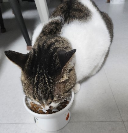 보나시보 슈퍼 프리미엄 고양이 건식 사료 키튼_치킨엔초비_라이스, 1.5kg, 1개 - 상세 이미지 5