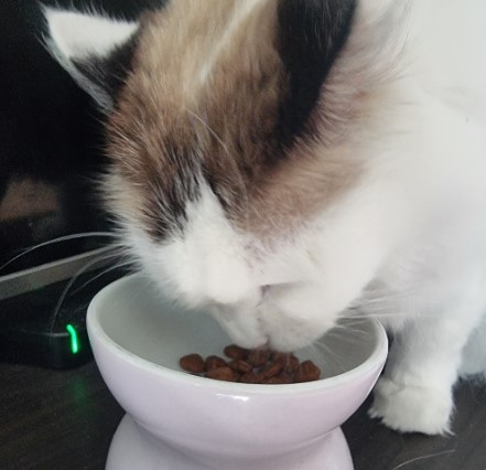 보나시보 슈퍼 프리미엄 고양이 건식 사료 키튼_치킨엔초비_라이스, 1.5kg, 1개 - 상세 이미지 4