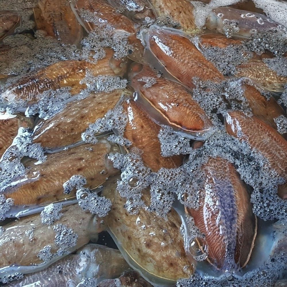 당일조업 제철 생물 갑오징어 활어 횟감 1kg 2-4미 - 상품 이미지