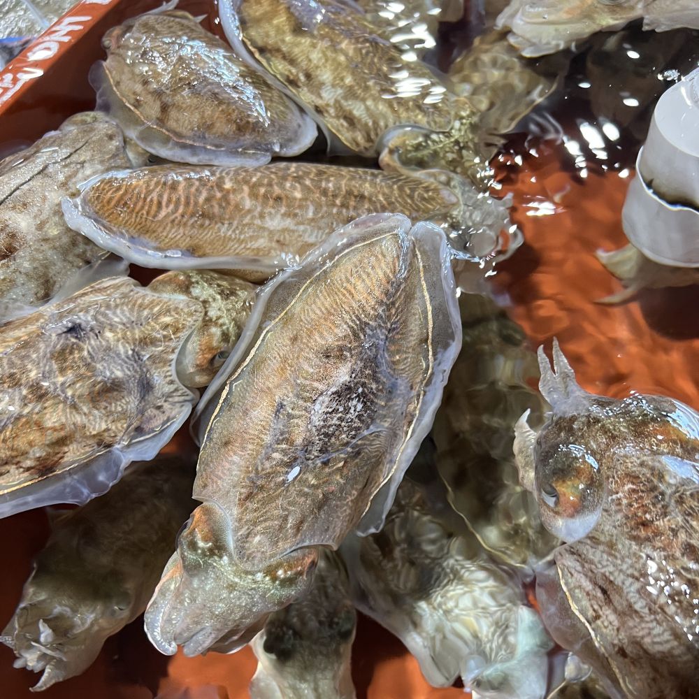 당일조업 제철 생물 갑오징어 활어 횟감 1kg 2-4미 - 상세 이미지 3