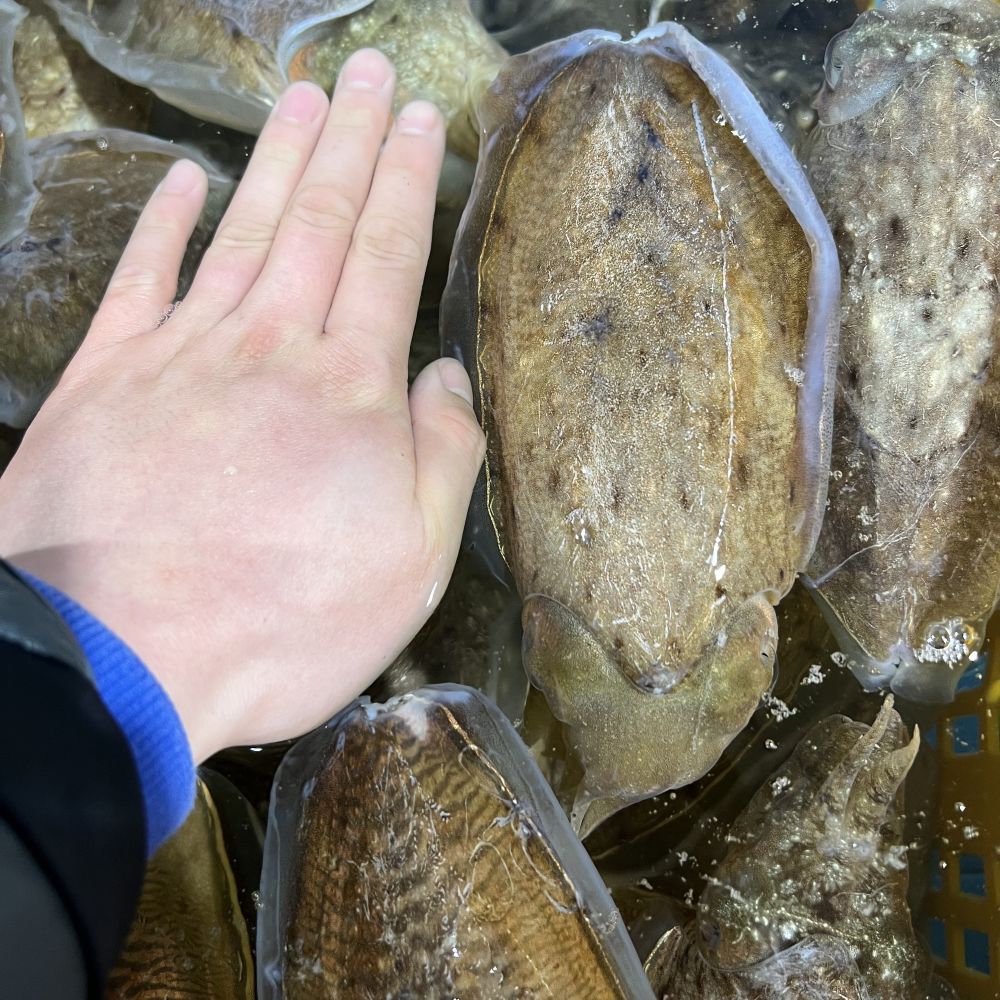 당일조업 제철 생물 갑오징어 활어 횟감 1kg 2-4미 - 상세 이미지 2