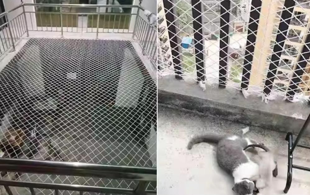 러셀망 해태망 울타리 보호망 벌집 펜스 울타리망 고라니망 추락방지 - 상세 이미지 4
