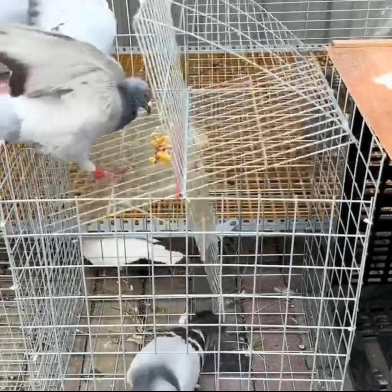 회전식 새장 포획틀 자동문 닭장 포획함정 조류케이지 비둘기 케이지 사육장 조류 바닥 - 상세 이미지 5