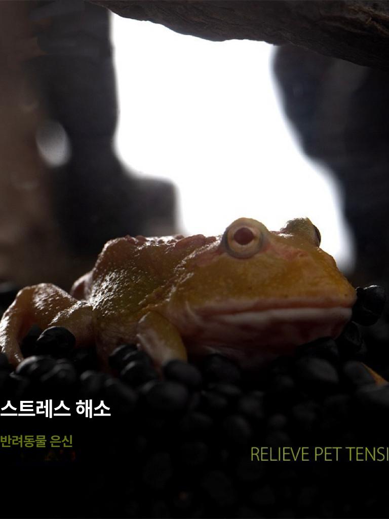 파충류 사육 키트 애완 밀웜 네트 관찰 거미 상자 세트 비바리움 사육함 곤충 뿔개구리 - 상세 이미지 4