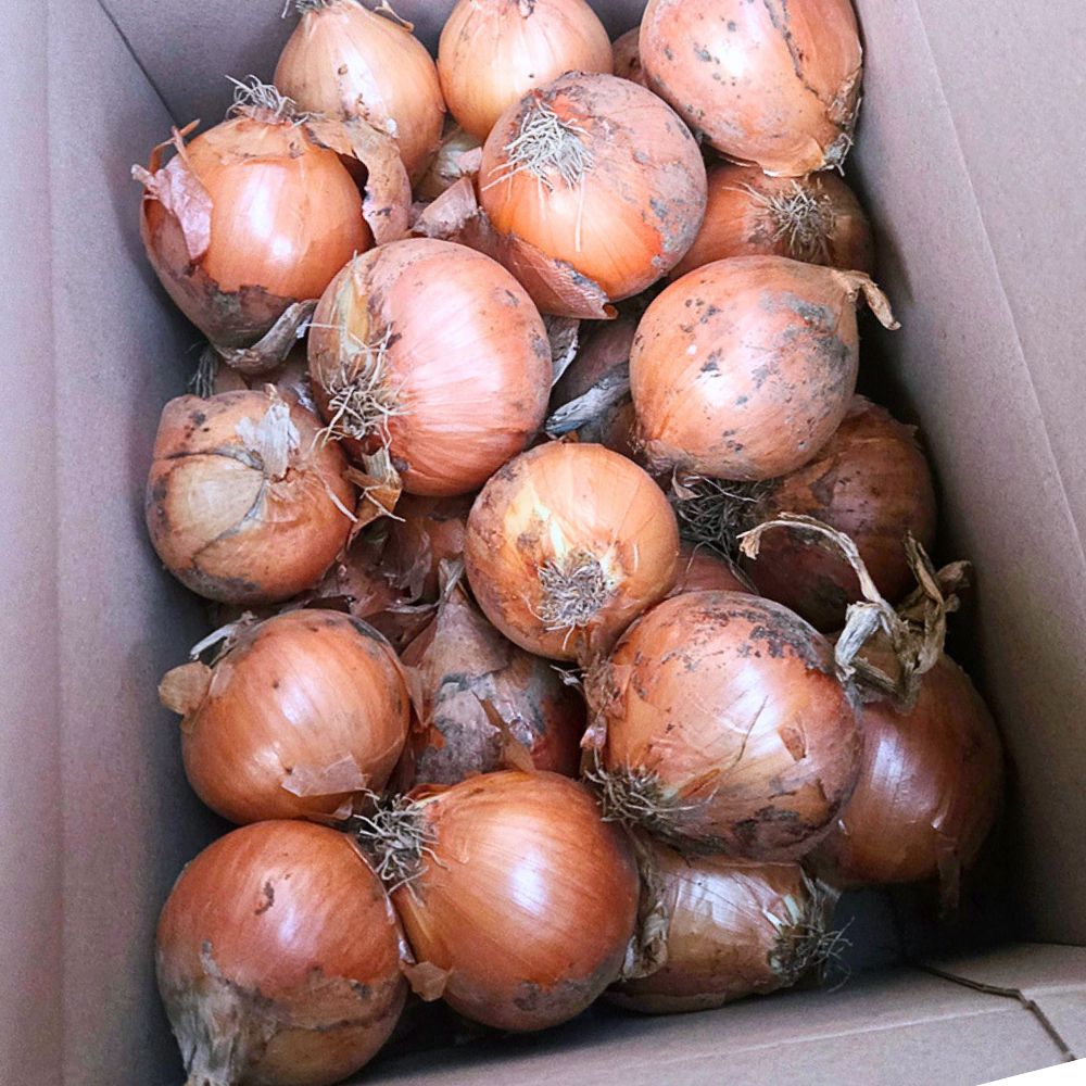 26년 경북 고령 햇 양파 5kg 선별 산지직송 이미지 6
