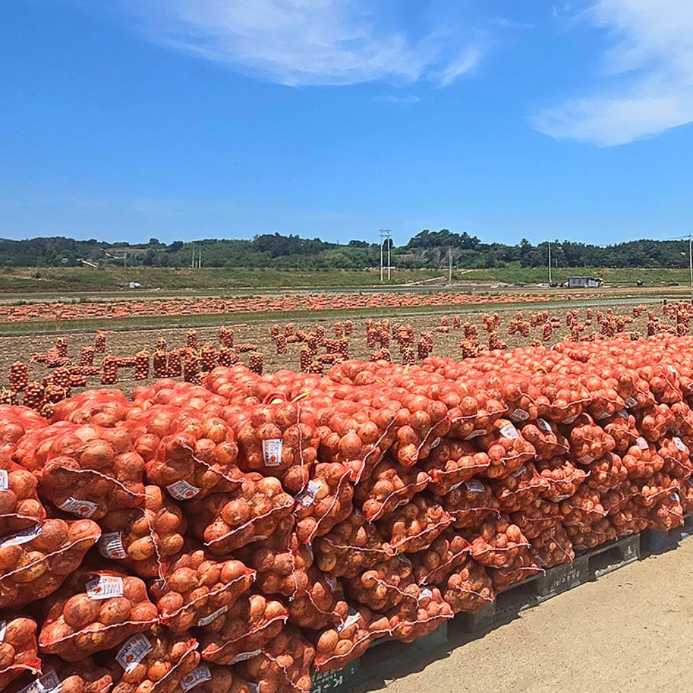 26년 경북 고령 햇 양파 5kg 선별 산지직송 이미지 7