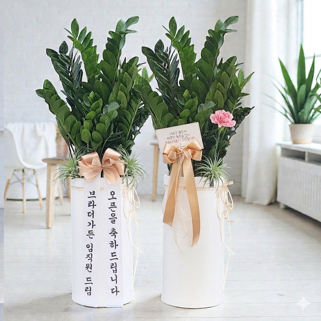 돈나무 개업식 금전수 개업축하화분 배달 승진 거실 금전수 화분 개원 선물 인테리어식물