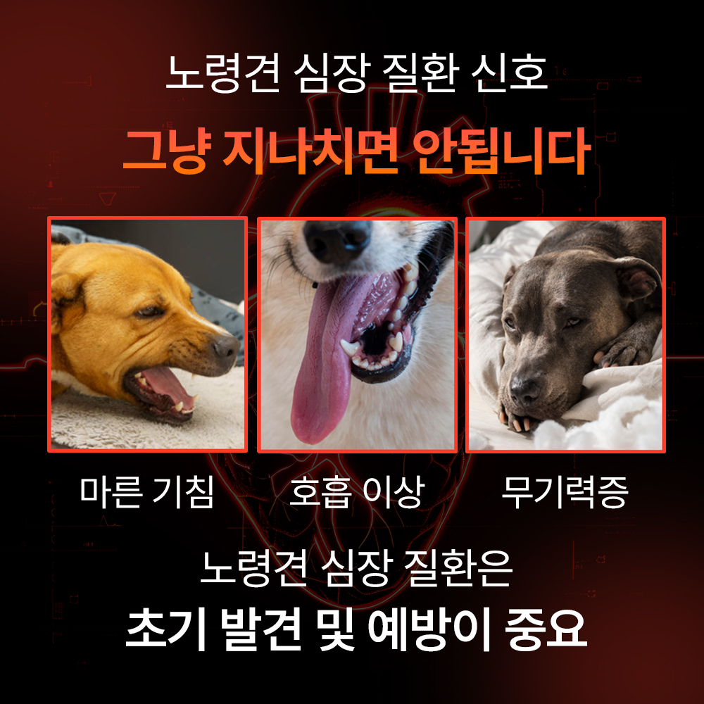 펫생각 리포좀 하트 강아지 심장 영양제 면역 항산화제 헥헥거림 노견 노령견 도움 60정 이미지 6