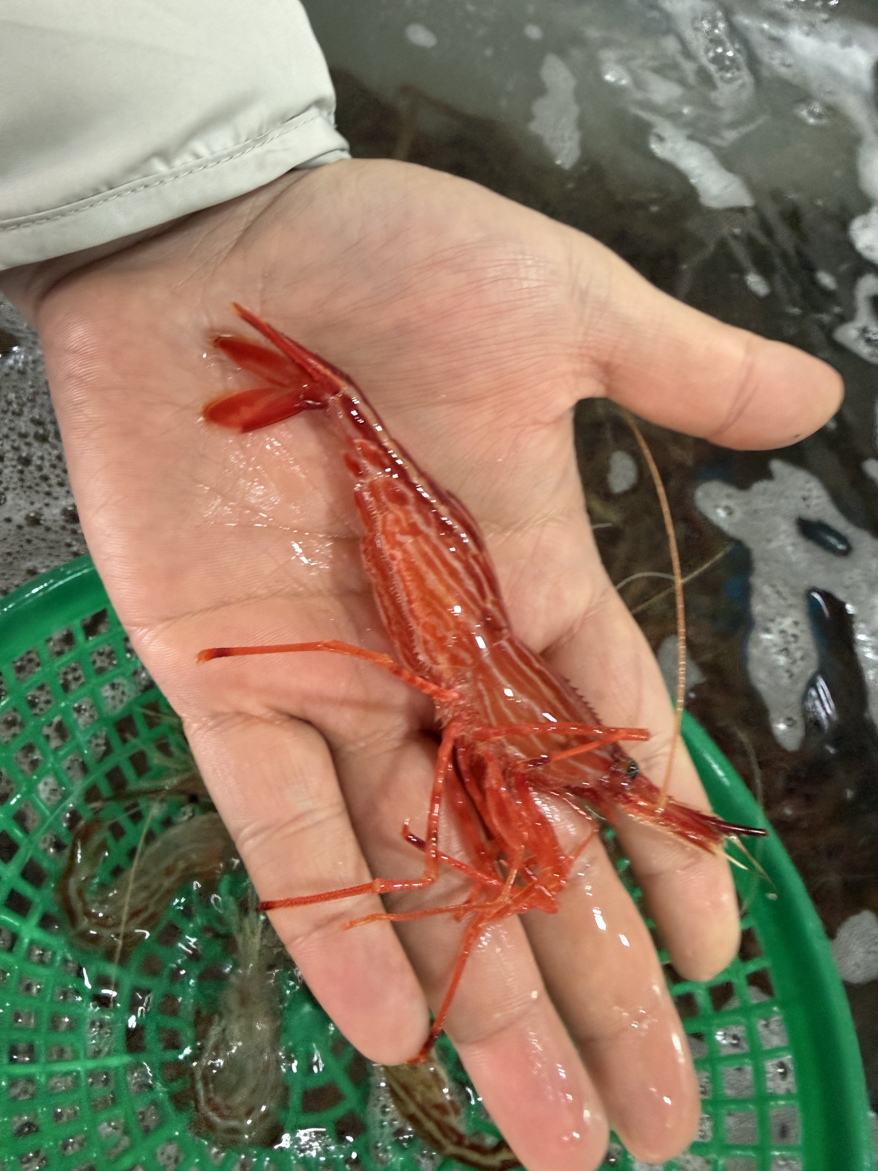죽변항직송 독도새우 도화 꽃 닭 새우 500g - 상세 이미지 2
