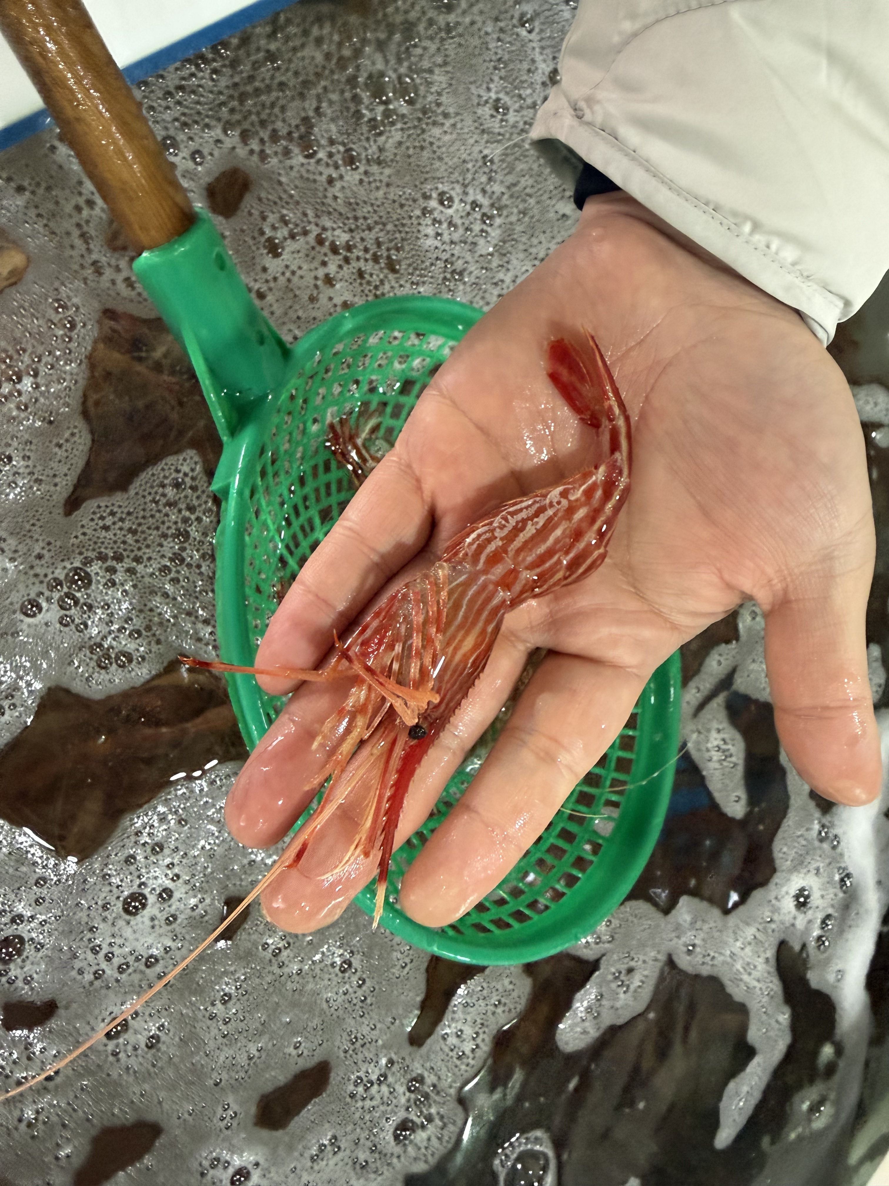 죽변항직송 독도새우 도화 꽃 닭 새우 500g 이미지 7