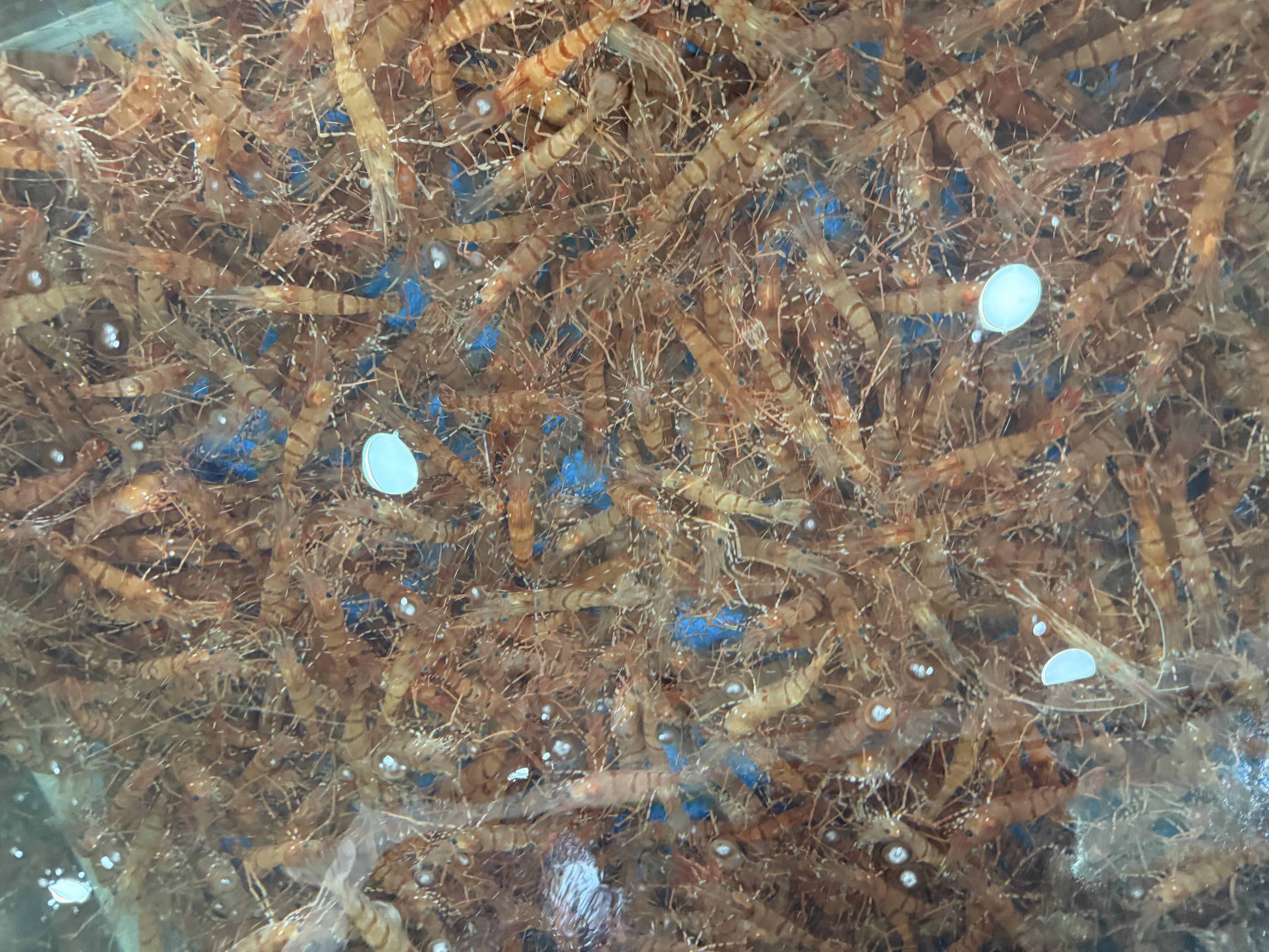 죽변항직송 독도새우 도화 꽃 닭 새우 500g - 상세 이미지 4