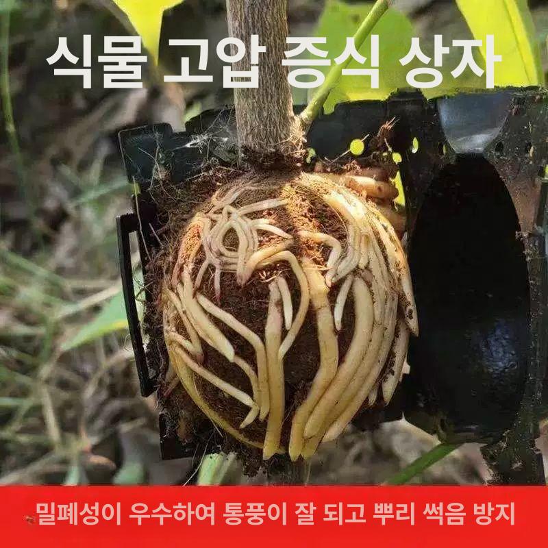 식물 루팅볼 세트 대형 뿌리 대 공중 삽수 투명 묘목 취목 취목볼 공중뿌리 삽목 중형 - 상세 이미지 4