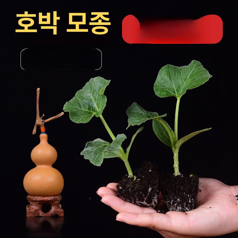 식물 취목볼 고압 투명 접목 뿌리 스몰 뿌리번식 공중뿌리 블랙 고지대 공중 대형 상자 - 상세 이미지 4
