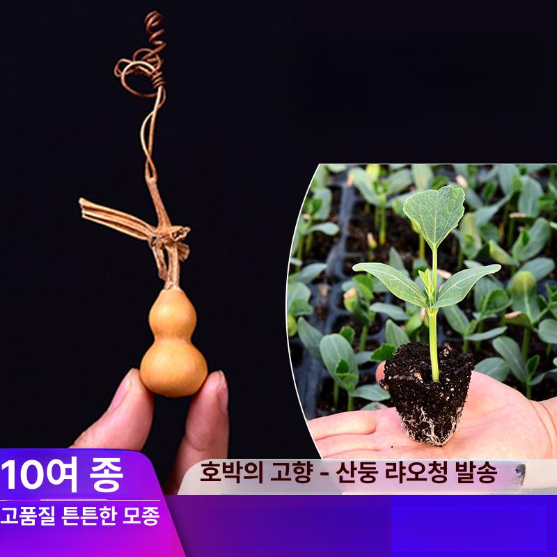 식물 취목볼 고압 투명 접목 뿌리 스몰 뿌리번식 공중뿌리 블랙 고지대 공중 대형 상자 - 상세 이미지 5