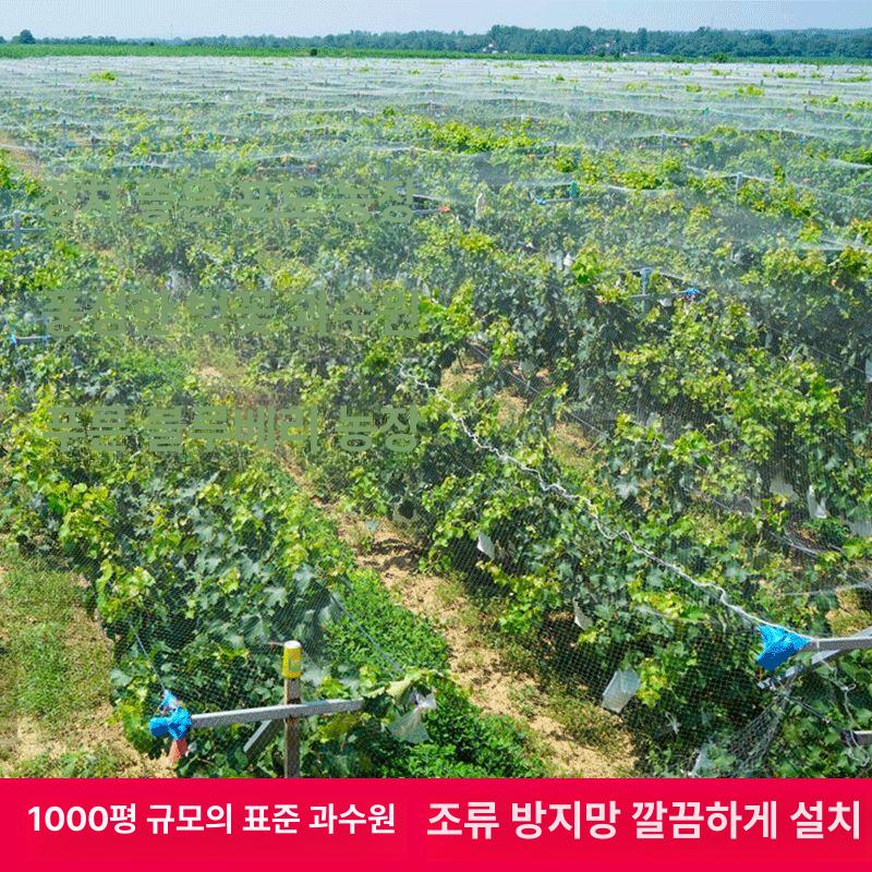 발코니 방조망 포도새 안전 그물망 새망 보호 조류 구멍 정원 고양이 과수원 식물 메쉬 - 상세 이미지 5