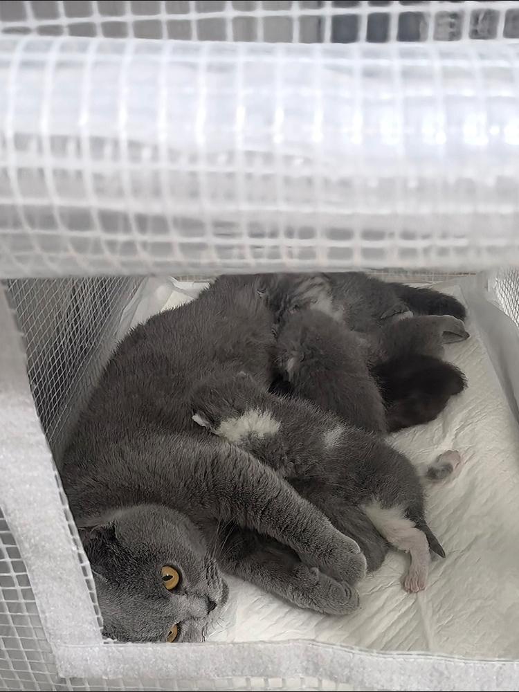 길냥이 하우스 고양이 개집 비닐하우스 급식소 실외 겨울집 비닐 집 길고양이 보온 숨숨집 - 상세 이미지 3