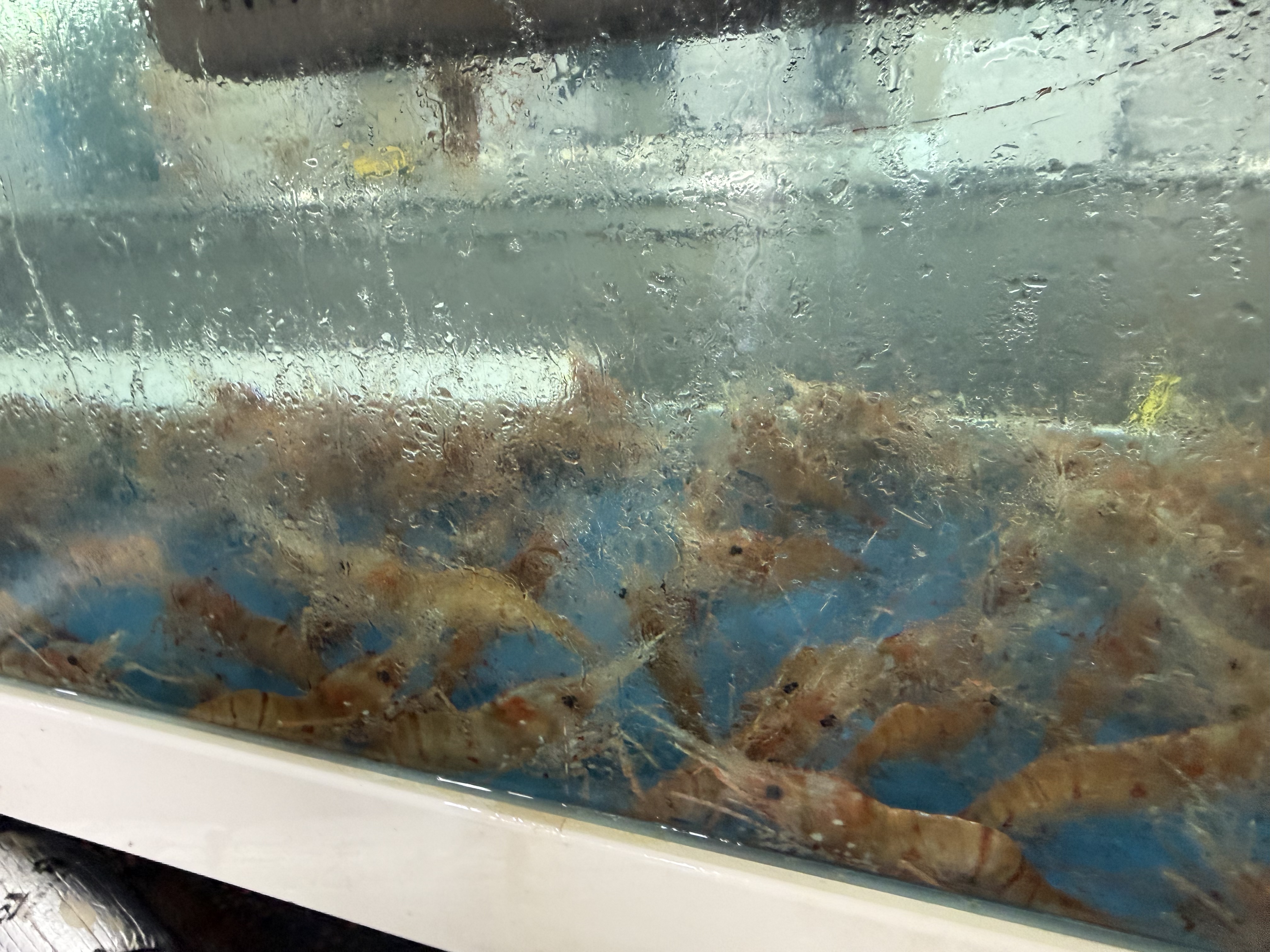 죽변항직송 독도새우 도화 꽃 닭 새우 500g 이미지 8