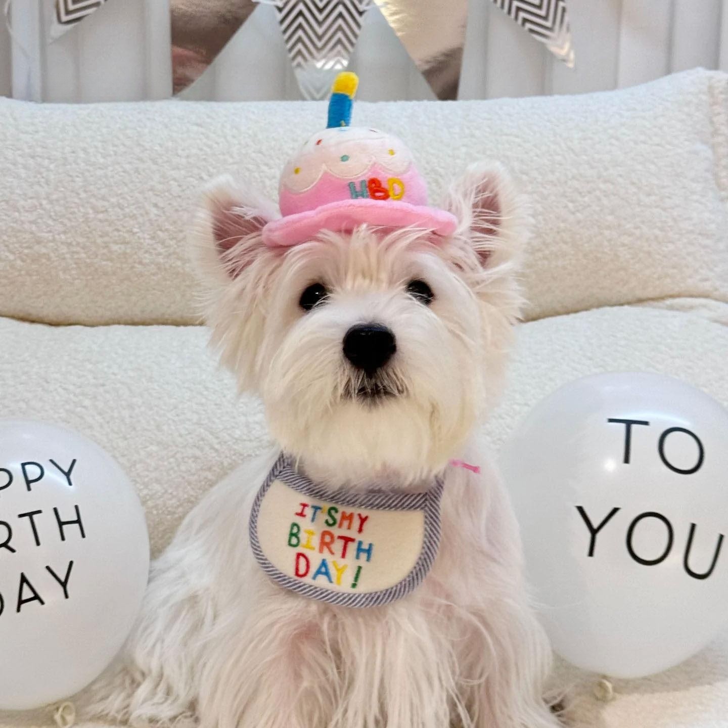 강아지 생일 턱받이 케익 촛불 모자 축하 파티 애견용품 - 상품 이미지