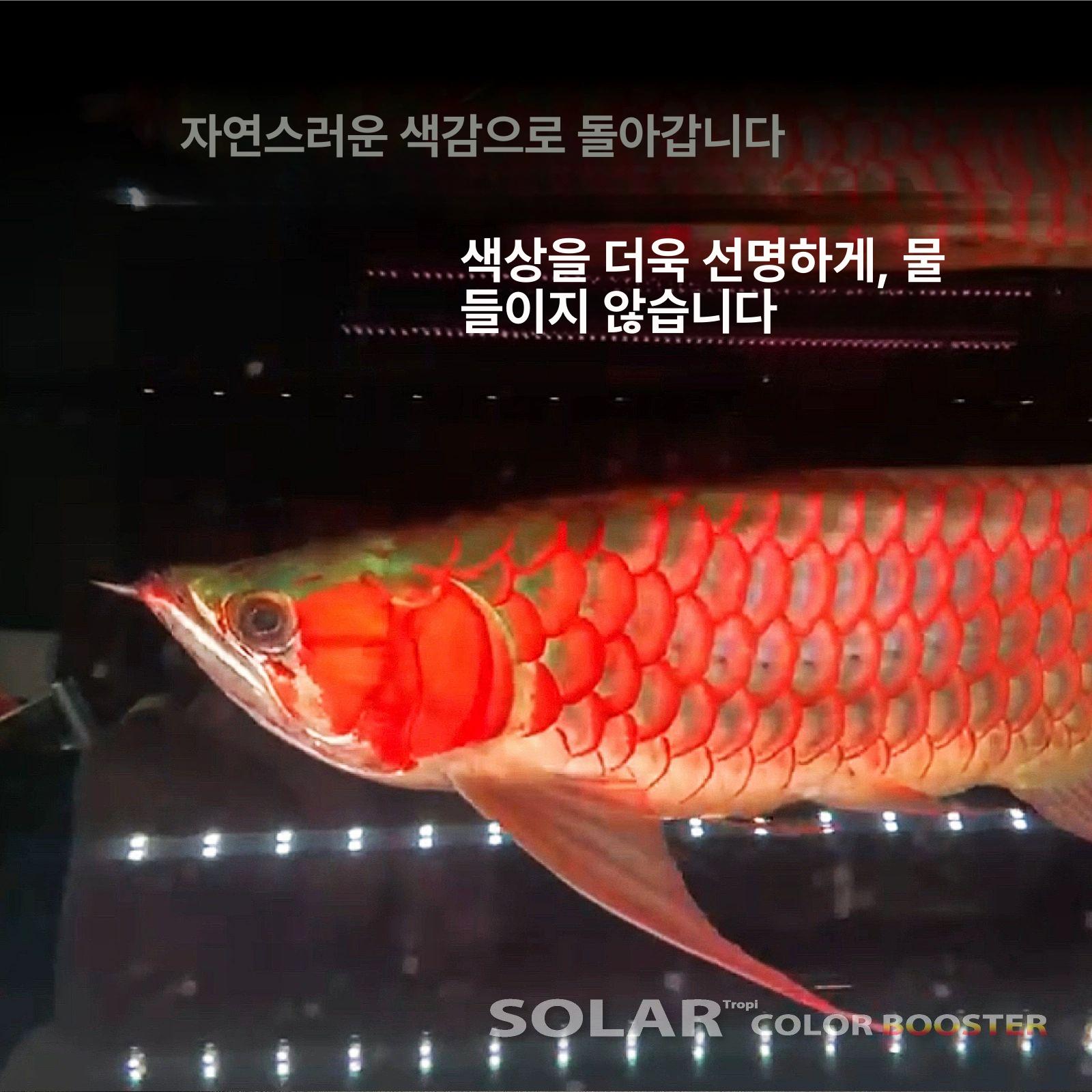 수조 조명 어항 발색 수족관 수중등 수조램프 램프 어항등 수초 수조등 스팟 라이트 조경 - 상세 이미지 5