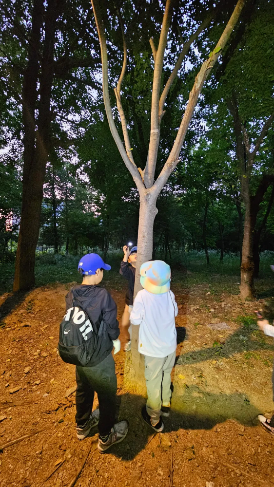 [강남 대모산] 펀포레스트 자연아트 밤숲 탐험 - 밤곤충 탐사 (2시간 30분) by 펀포레스트 자연아트 - 상세 이미지 2