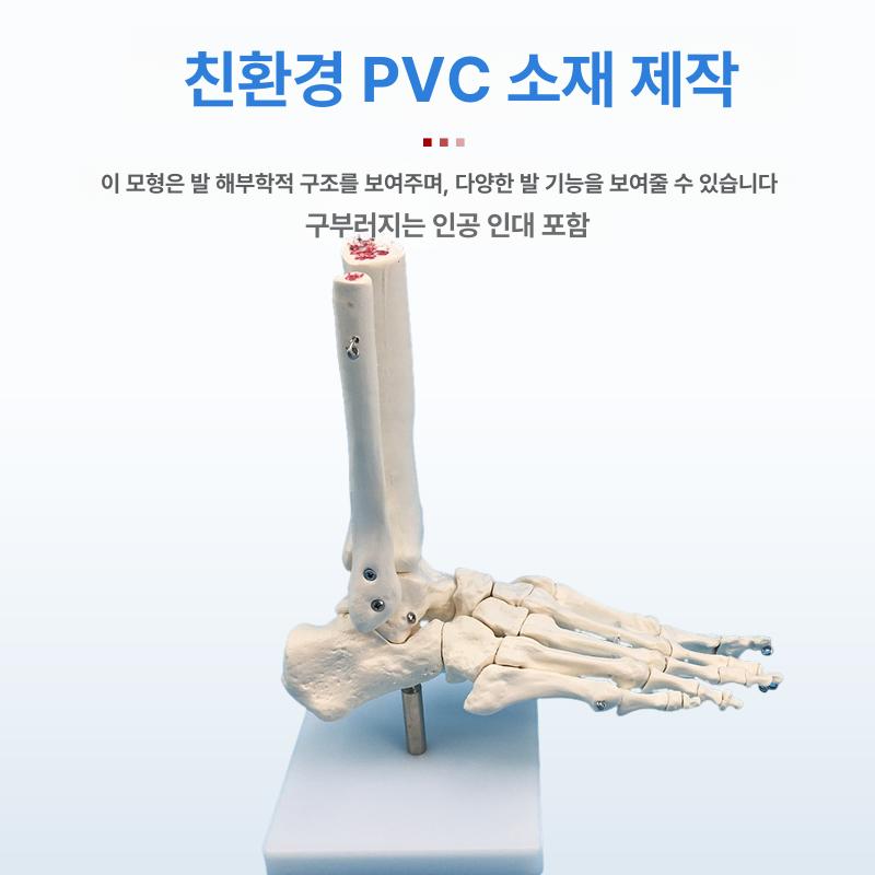 발뼈 인체모형 해부학 발관절 의학 골격 인체 병원 모델 관절 인대 정형외과 발뼈모형 - 상세 이미지 4