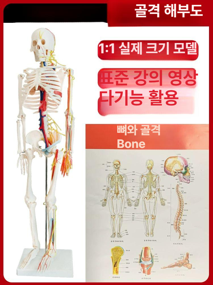인체모형 전신 과학실 실습 뼈 인체 해부학 실험실 교육 골반 병원 분리형 구조 교구 - 상세 이미지 3