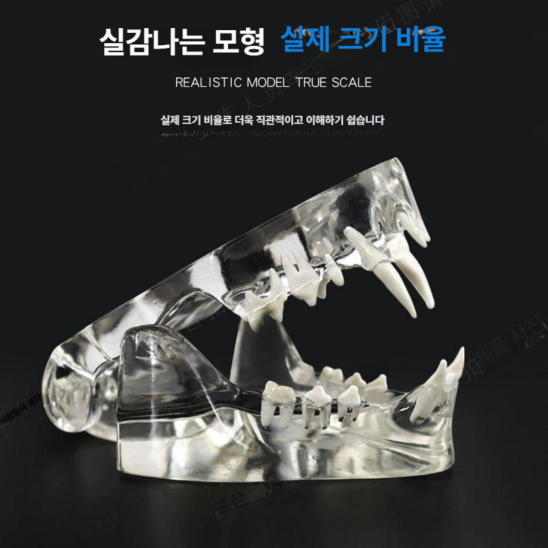 강아지 동물 모형 교육 동물병원 이빨 고양이 치아 야외 제트피규어 인형 미니 선물 - 상세 이미지 4