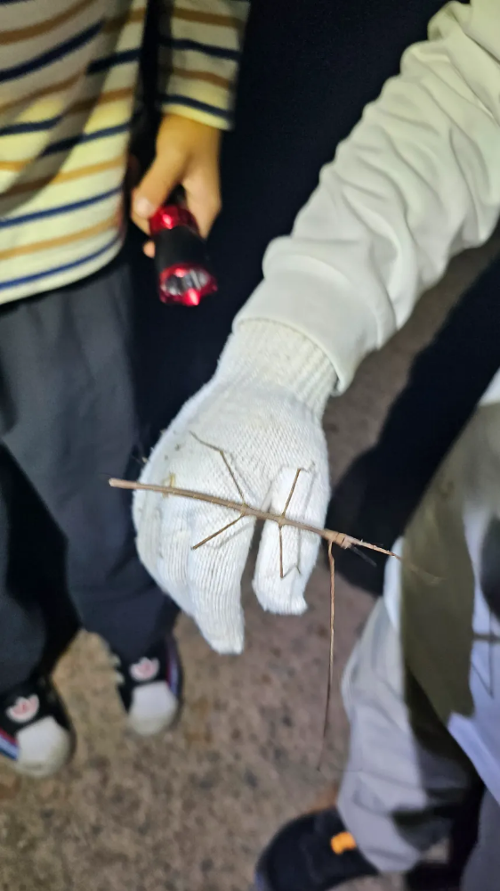 [강남 대모산] 펀포레스트 자연아트 밤숲 탐험 - 밤곤충 탐사 (2시간 30분) by 펀포레스트 자연아트 - 상세 이미지 4