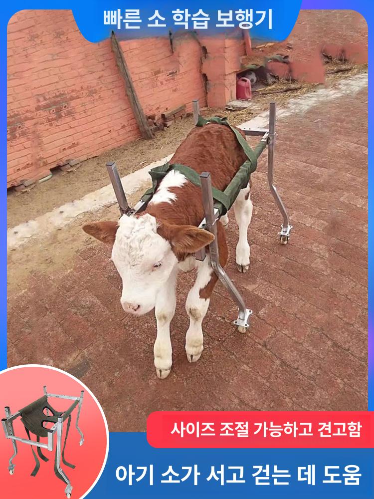 송아지 보행기 축산 사육 기립대 걷기 새끼 목장 스탠딩 어린소 축산용품 보조기 축산용 - 상세 이미지 2