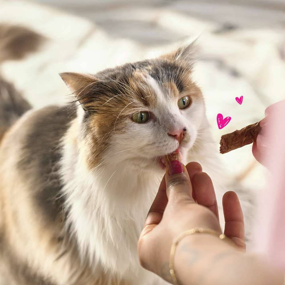 비타크래프트 캣스틱 고양이 간식 치킨+캣그라스, 6g, 60개 이미지 6