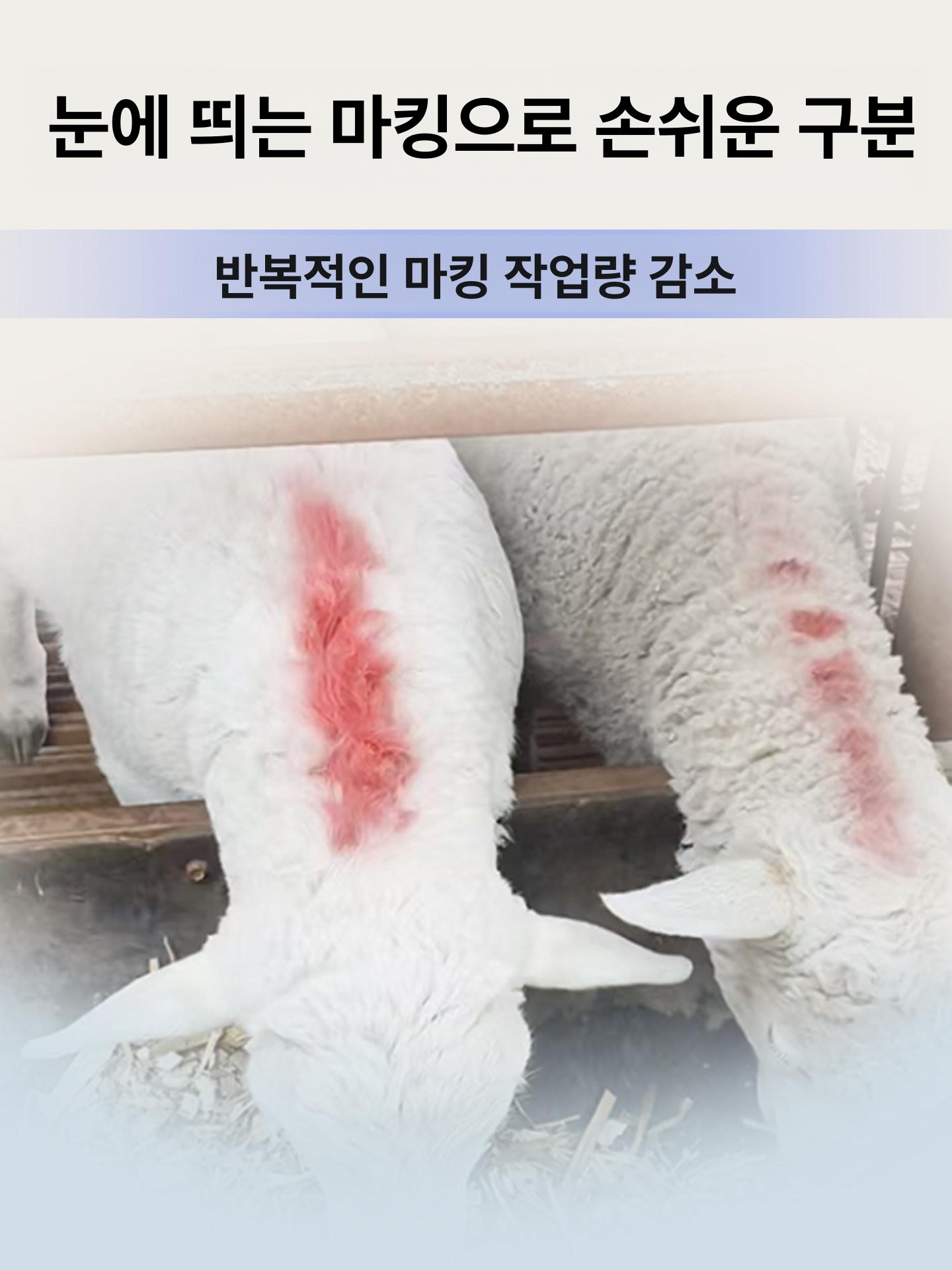 마커 동물마킹 펜 식별 양 가축 돼지 축산 마킹펜 표시 식별용 스틱 소 염소 - 상세 이미지 4