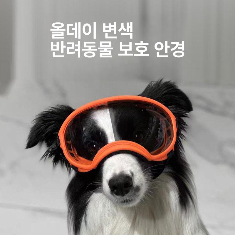 소형견 고글 강아지 말티즈 UV차단 드라이빙 액세서리 선글라스 펫용품 - 상세 이미지 2